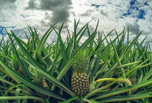 Closeup of a pineapple in a plantation