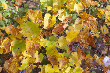 Beautiful autumn view with yellow leaves. Colorful foliage in the park. Fall natural background.