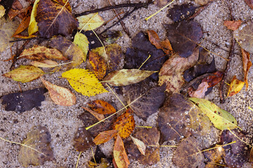 Beautiful autumn view with yellow leaves. Colorful foliage in the park. Fall natural background.