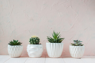 Different succulent plants in different pots. Indoor plants at home on a white shelf. There is space for text. Minimalism. - obrazy, fototapety, plakaty