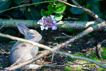 アジサイと子うさぎ
