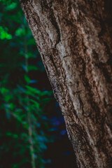 tronco de arbol con ojas verdes de fondo