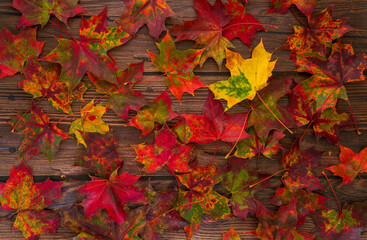 Closeup of beautiful multi-colored maple leaves in autumn against a wood background
