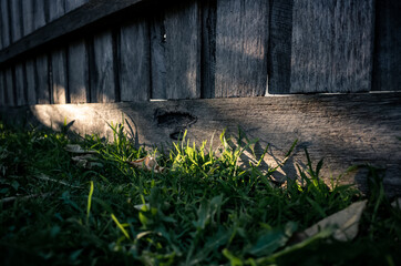 Fence and grass
