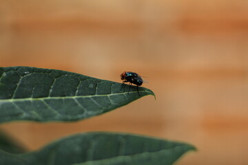 Macro de mosca posada sobre una hoja verde de papaya
