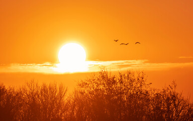 Birds are flying over sunrise sky