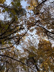 trees in autumn