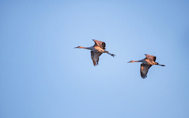 Sandhill Cranes are flying through cloudy sky © Yan