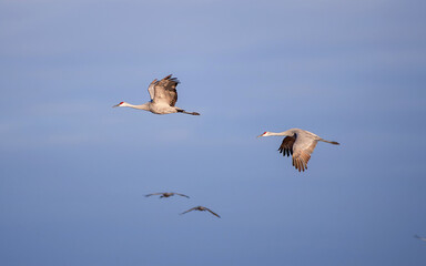 Sandhill Cranes are flying through cloudy sky