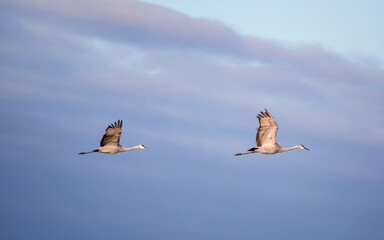 Sandhill Cranes are flying through cloudy sky
