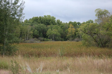 Marsh with a touch of fall color