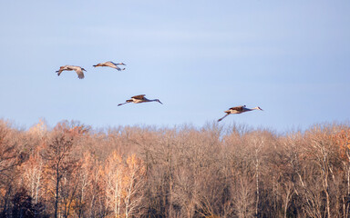 Sandhill cranes are flying over fields during migration 