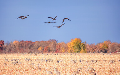 Sandhill cranes are flying over fields during migration 