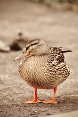 duck on the water