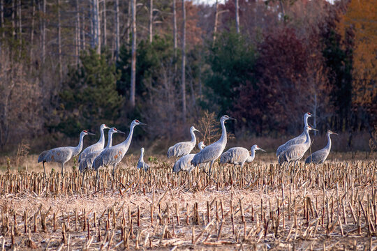 Close Portraits Of Sandhill Cranes 