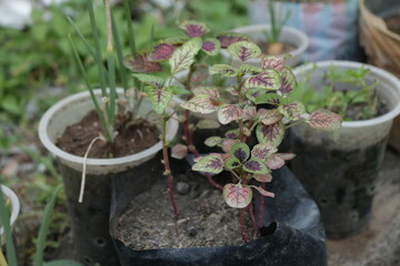 Young red amaranth / red spinach (amaranthus gangeticus) in plastic bag pot in the garden