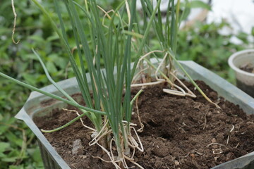 onions growing on plastic pots in the garden