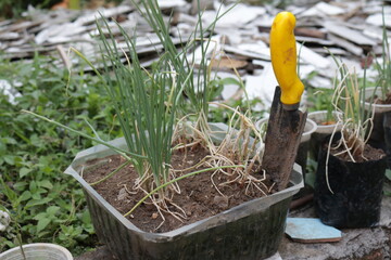 Harvest the shallot plants (Allium Ascalonicum L) in pots using a shovel in the garden