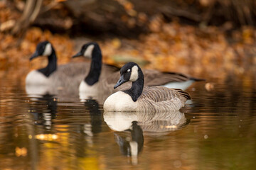 Canadian goose resting