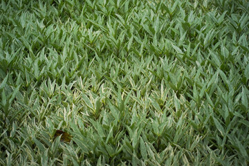 green grass background