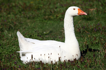 Oie domestique (Anser domesticus)
Domestic Goose