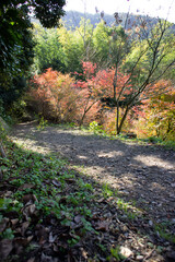 SONY DSC
kyoto city in japan