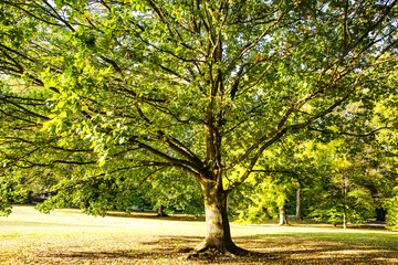 Naklejka premium Beautiful Oak