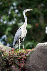 Gray heron (Ardea cinerea) Héron cendré