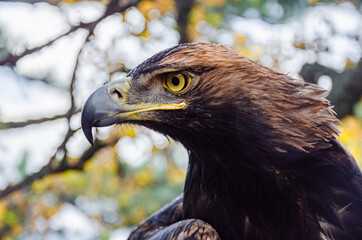 Portrait of a mountain eagle in the mountains.