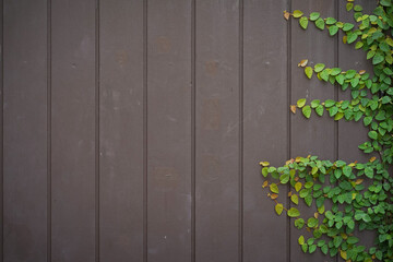 Wood and leaf texture background