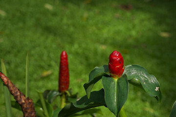 Ginger flower in the garden.