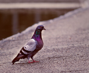
black pigeon in park stare