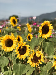 sunflower field