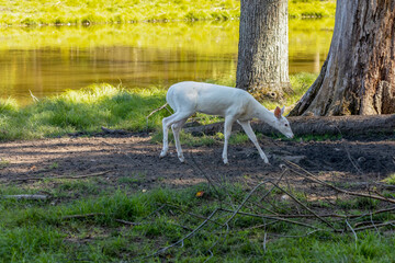 Obraz na płótnie Canvas White deer. Rare white colored white tailed deer. Native Americans even believed they were magical and bad luck to kill.