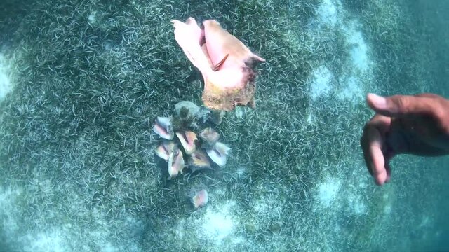 Extraction of queen conch GRUP OF botutos by diver in thalassa meadow in the Caribbean (Strombus Gigas Lobatus Gigas) Aliger gigas