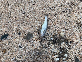 shell on the sand