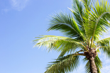 Fototapeta na wymiar Coconut palm trees, beautiful tropical with sky and clouds.