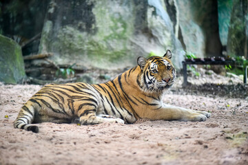 Select focus of Bengal Tiger in Thailand