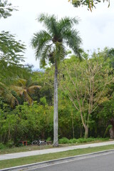 Obraz premium palm trees in the park