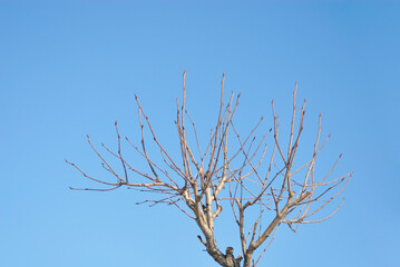 冬　木　空