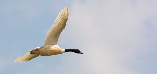 seagull flying in the sky