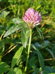 pink and white flower