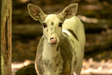 Fototapeta premium Rare piebald white-tailed deer in conservation area