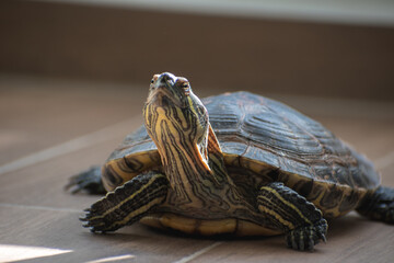 Obraz premium Tortuga observando al frente bajo un tenue rayo de sol