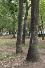 trees in the park
