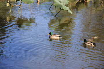 水面に浮くオスのマガモ