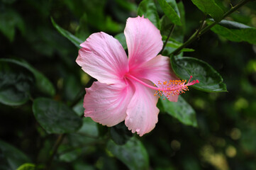 Closeup of beautiful pink Hibiscus flower in bloom.