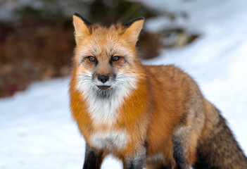 Obraz premium Red Fox