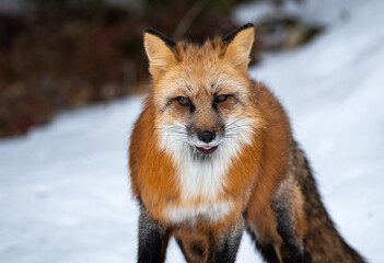 Red Fox