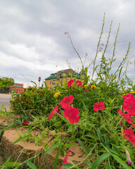 Red flower in the middle of the chicago